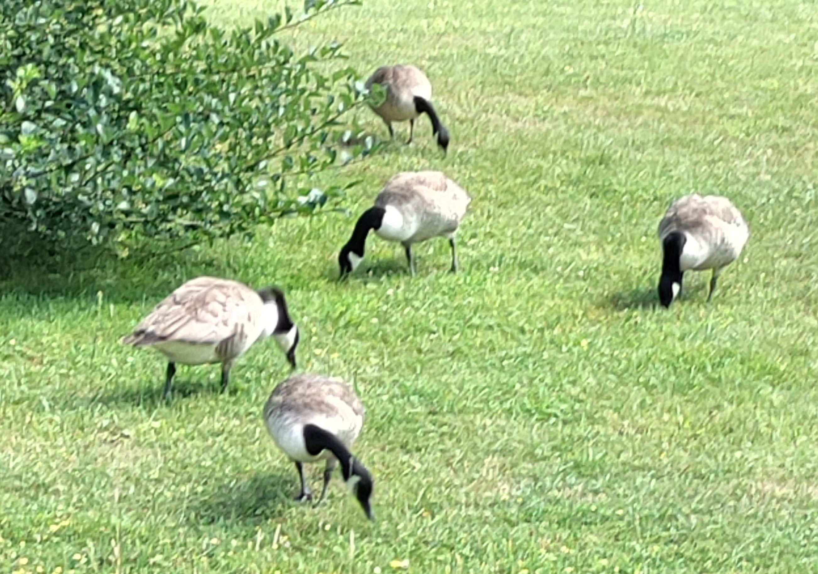 Geese in the Trianon estate.