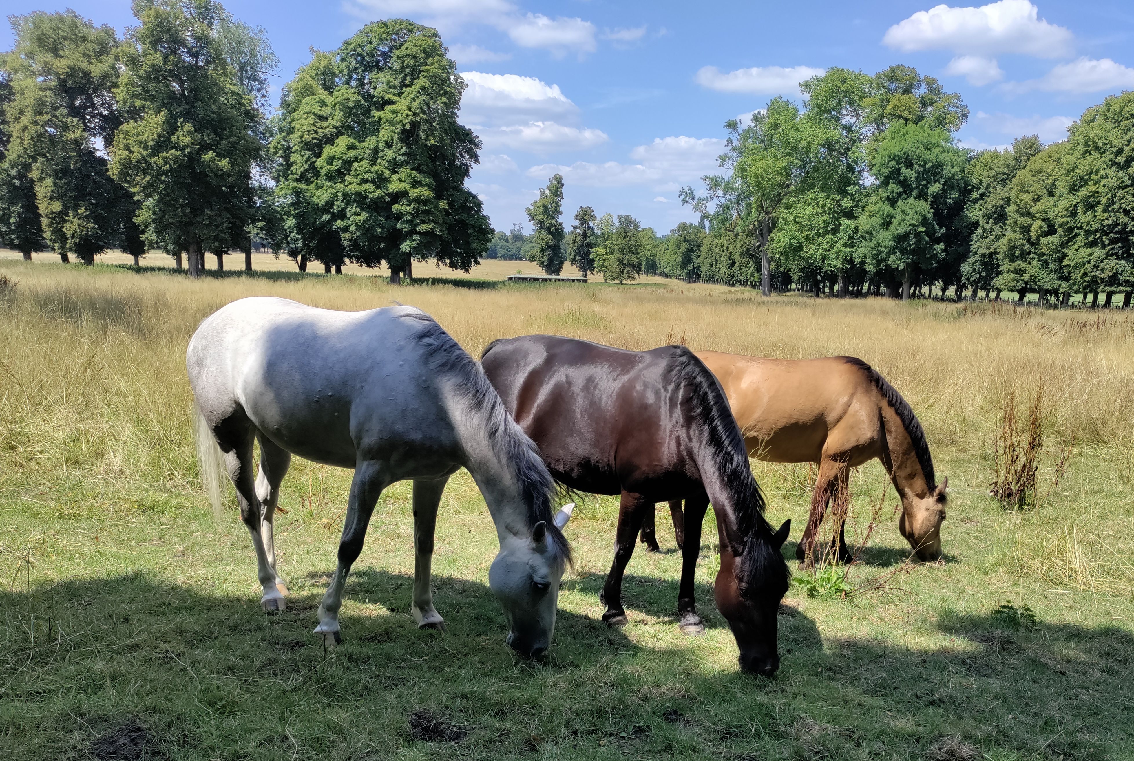 Three horses on the way to the Petit Trianon building.