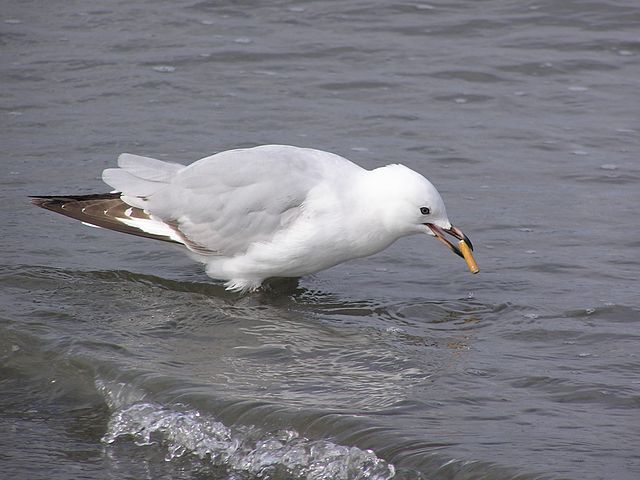 Red billed gull trying out a cigarette butt as food.