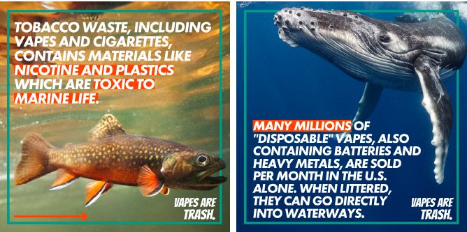 Tobacco waste, including vapes and cigarettes, contain materials like nicotine and plastic which are toxic to marine life.
Many millions of vapes, also containing batteries and heavy metals, are sold per month in the U. S. alone.  When littered, they go directly into waterways.