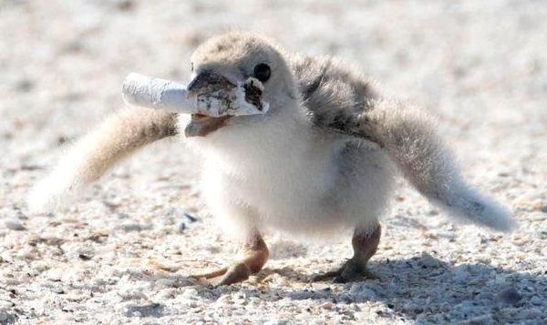 Very young shorebird with a cigarette butt in its mouth.